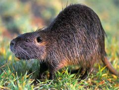 civet_ragondin.jpg